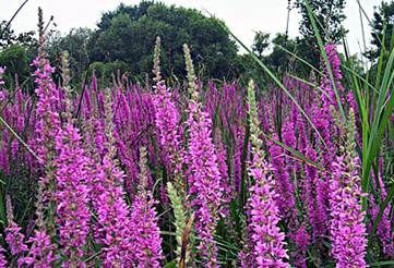 Image of Large Group of Plants