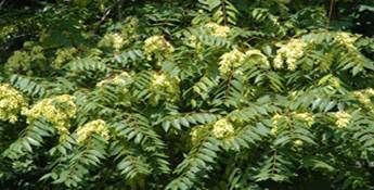 Large Batch of Ailanthus