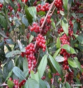 Autumn-olive with Red Berries