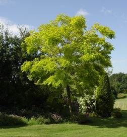 Black Locust Large Tree View