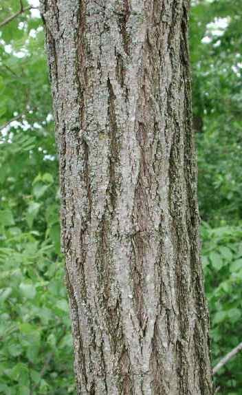 Black Locust View of Trunk
