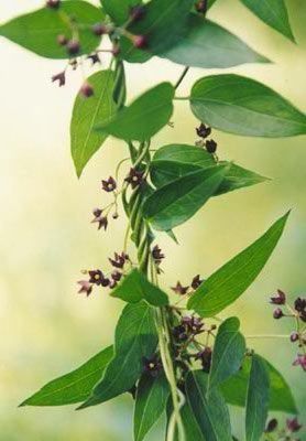 Black Swallow-wort Vine Leaves and Blooms