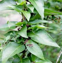 Black Swallow-wort With Large Leaves