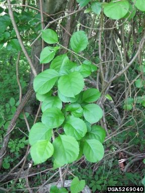 Asiatic Bittersweet Green Leaves