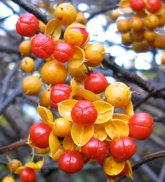 Asiatic Bittersweet Red and Orange Berries