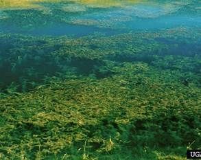 Several European Water-milfoil Branches in Pond