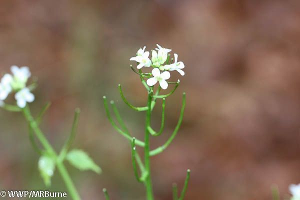 Garlic Mustard Blooms on Small Stem