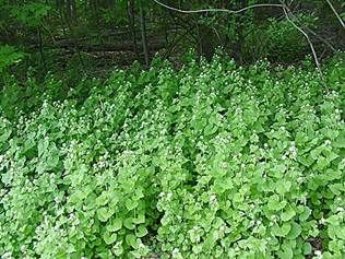 Garlic Mustard Large Bundle of Leaves
