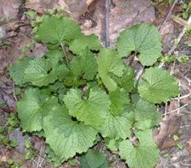 Garlic Mustard Leaves on Ground