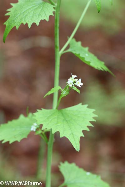 Garlic Mustard Stem with Blooms
