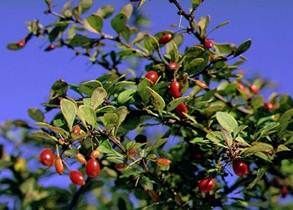 Japanese Barberry Green Branch and Red Berry