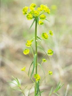 Leafy Spurge Blurry Background and Tall Plant