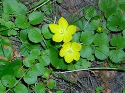 Moneywort (Creeping Jenny) Leaves and 2 Blooms