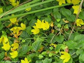 Moneywort (Creeping Jenny) Leaves on the Ground