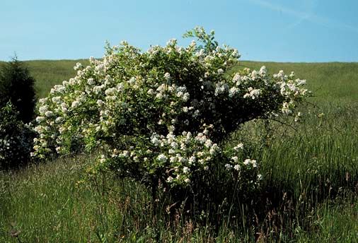 Multiflora Rose Bush with Grasslands in Distance