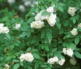 Multiflora Rose Bush with White Blooms