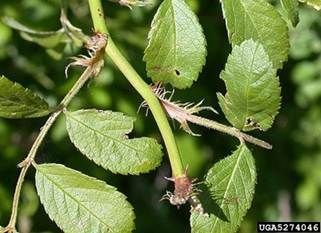 Multiflora Rose with Bugs on Branches