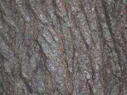 Norway Maple Acer Platanoides and Bark