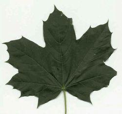 Norway Maple Acer Platanoides and Leaf
