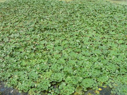 Water Chestnut Floating Leaves